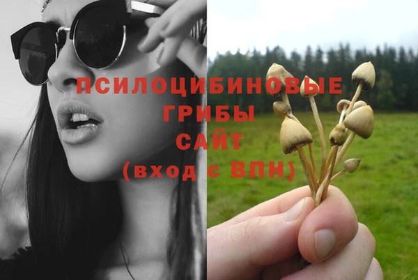 стаф Алзамай